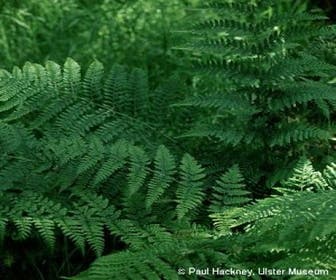 Breedbladige stekelvaren (Dryopteris dilatata)