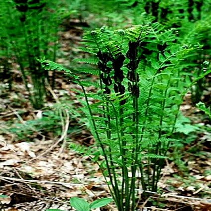 Kroonvaren (Osmunda claytoniana)