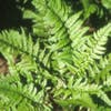Niervaren (Polystichum tsussimense)