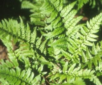 Niervaren (Polystichum tsussimense)