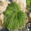 Zegge (Carex caryophyllea 'The Beatles')