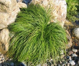Zegge (Carex caryophyllea 'The Beatles')