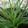 Zegge (Carex conica 'Snowline')