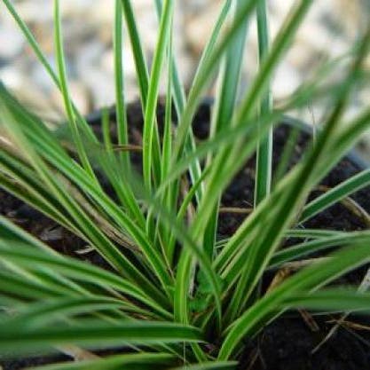 Zegge (Carex conica 'Snowline')
