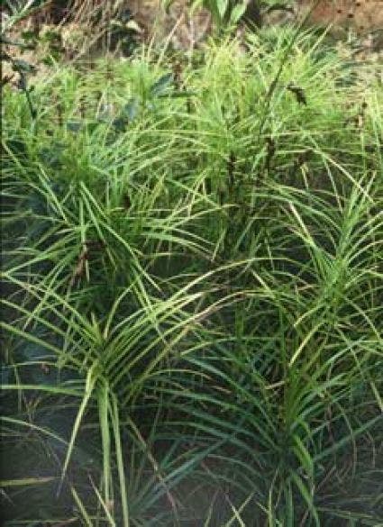 Palmzegge