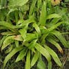Zegge (Carex plantaginea)