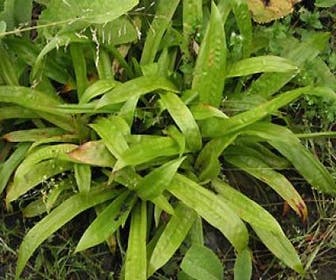 Zegge (Carex plantaginea)
