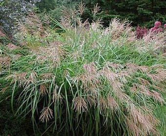 Chinees riet, sierriet (Miscanthus sinensis 'Kleine Fontaine')