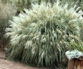 Chinees riet, Sierriet (Miscanthus sinensis 'Yaku Jima')