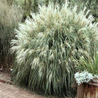 Chinees riet, Sierriet (Miscanthus sinensis 'Yaku Jima')