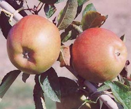 Appel