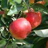 Appelboom (Malus domestica 'Gala')