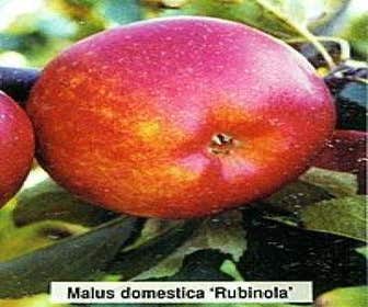 Lei-Appel (Malus domestica 'Rubinola')