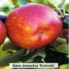 Appelboom (Malus domestica 'Rubinola')
