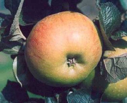 Bramley appel