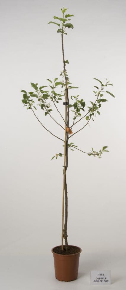 Dubbele bellefleur appel