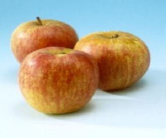 Appelboom (Malus domestica 'Rode Dijkmanszoet')