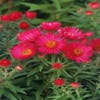 Aster (Aster novae-angliae 'Andenken an Alma Potschke')