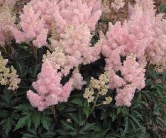 Spirea (Astilbe 'Gloria Purpurea')
