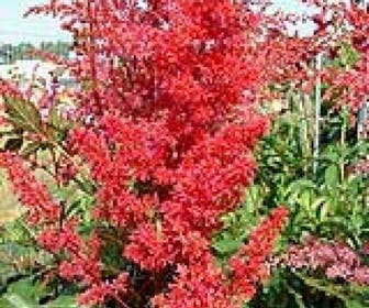 Spirea (Astilbe 'Spinell')