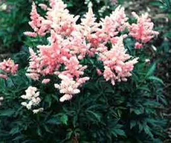 Spirea (Astilbe 'Mainz')