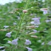 Bergsteentijm/steentijm (Calamintha nepeta)