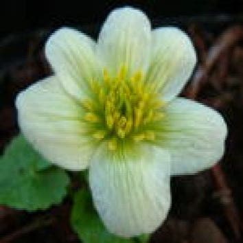 Dotterbloem (Caltha palustris 'Alba')
