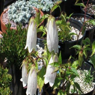 Klokje (Campanula punctata) Bio