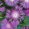 Korenbloem (Centaurea dealbata)