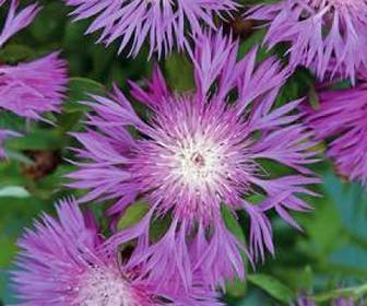 Korenbloem (Centaurea dealbata)