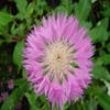 Centaurie (Centaurea hypoleuca 'John Coutts')