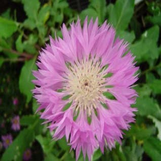 Centaurie (Centaurea hypoleuca 'John Coutts')