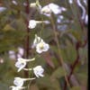Ridderspoor (Delphinium 'Casa Blanca')