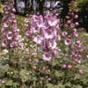Ridderspoor (Delphinium 'Astolat')