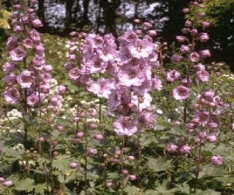 Ridderspoor (Delphinium 'Astolat')