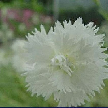 Witte anjer