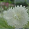Grasanjer (Dianthus 'Albus Plenus')