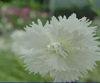 Grasanjer (Dianthus 'Albus Plenus')