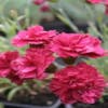 Grasanjer (Dianthus 'Heidi')