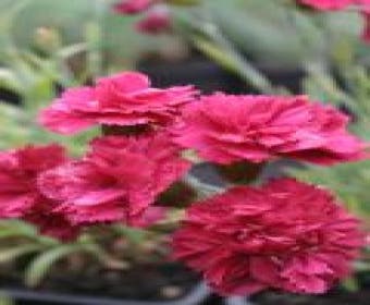 Grasanjer (Dianthus 'Heidi')