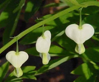 Gebroken hartjes (Dicentra spectabilis 'Alba')
