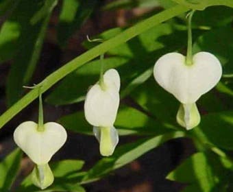 Gebroken hartjes (Dicentra spectabilis 'Alba')