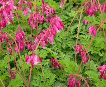 Gebroken hartjes (Dicentra formosa 'Luxuriant')