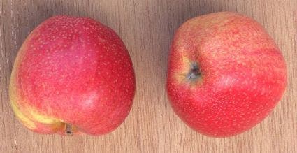 Appel