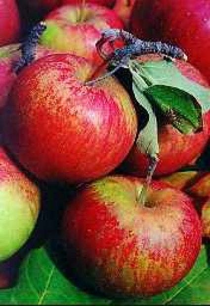 Appel