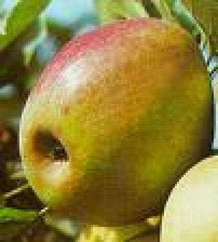 Appel
