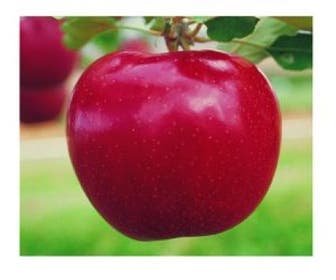 Lei-Appel (Malus domestica 'Rode Jonagold')