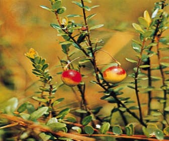 Veenbes (Vaccinium macrocarpon Cranberry)
