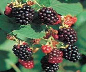Braam (Rubus fruticosus 'Black Satin')