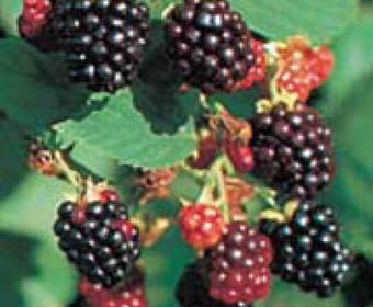 Braam (Rubus fruticosus 'Black Satin')